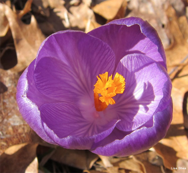 Purple Crocus by Lisa Shea