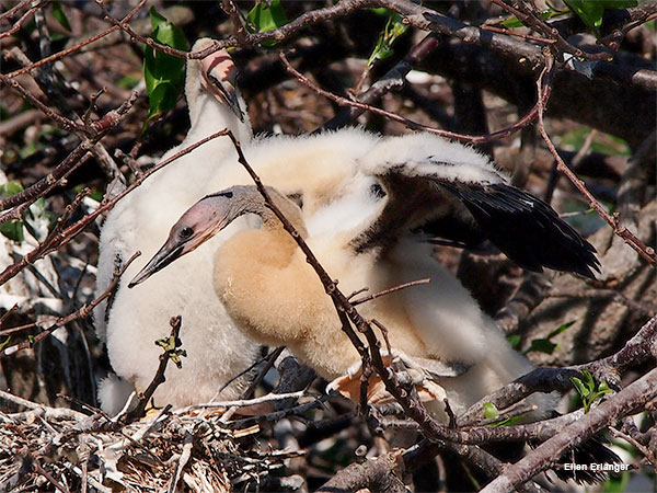 Two Baby Anhingas by Ellen Erlanger