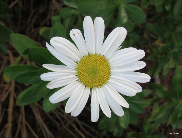 Shasta Daisy by Lisa Shea